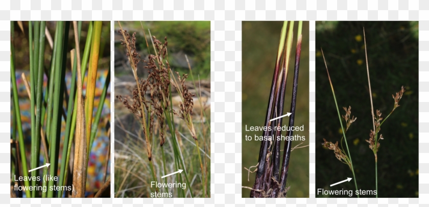 Download Original Image - Hierochloe Clipart