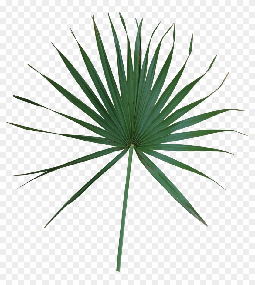 Simple - Sabal Minor Leaf Clipart