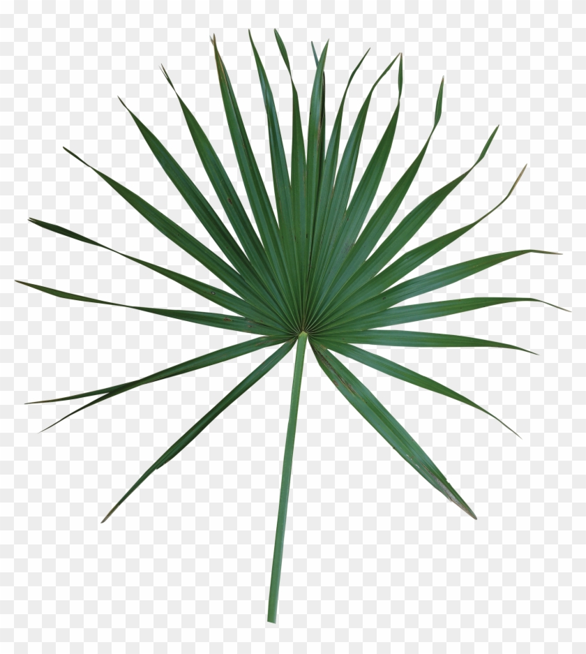 Simple - Sabal Minor Leaf Clipart #3618388