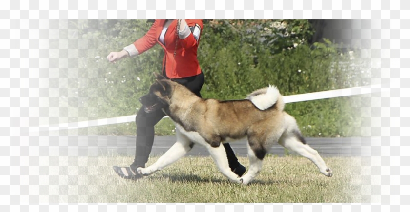 Dog Catches Something Clipart #3618390