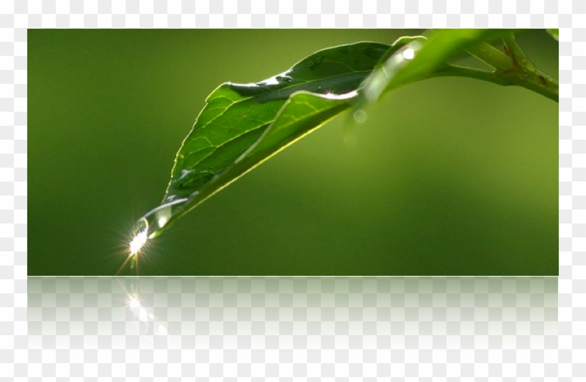 This Rain Head Is Designed To Filter Water From Your - Macro Photography Clipart #3618469