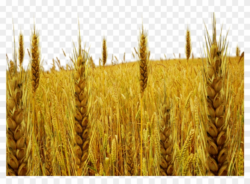 Tare Png By Dbszabo , Png Download - Campo De Trigo Clipart