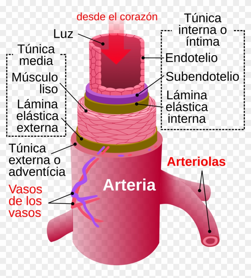 Arteries Diagram Clipart #3619534