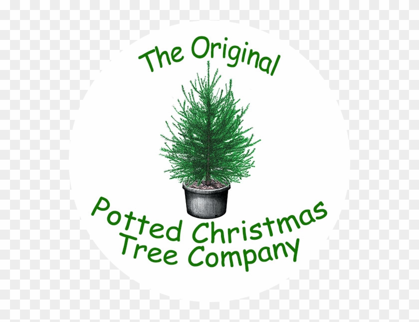 The Original Potted Christmas Tree Company - Houseplant Clipart #3621162