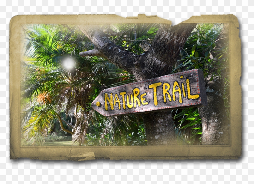 Be On The Lookout For Our Forest Residents As You Make - Christmas Tree Clipart