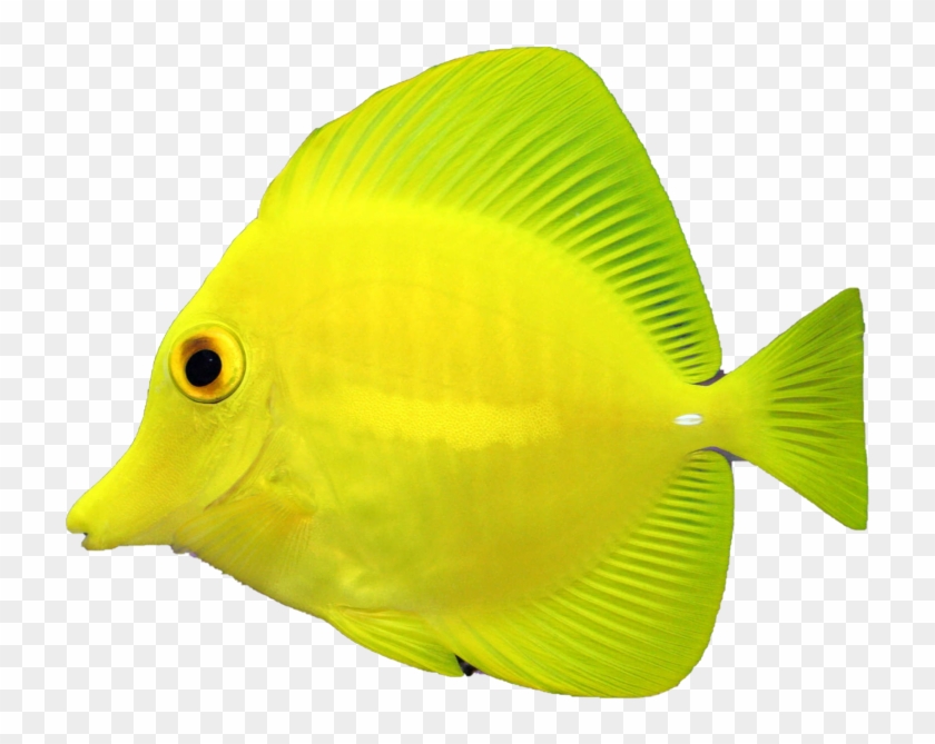 Fish - Coral Reef Fish Clipart #3621528