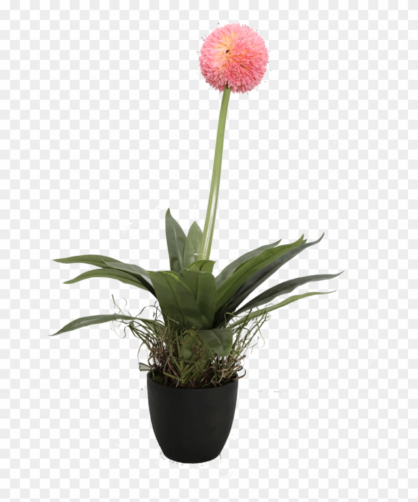 Tree Ball Potted Ir Ch10300148 Basic - Artificial Flower Clipart #3621535