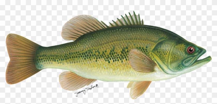 Fish Png Background Image - Oily Fish Clipart #3621894