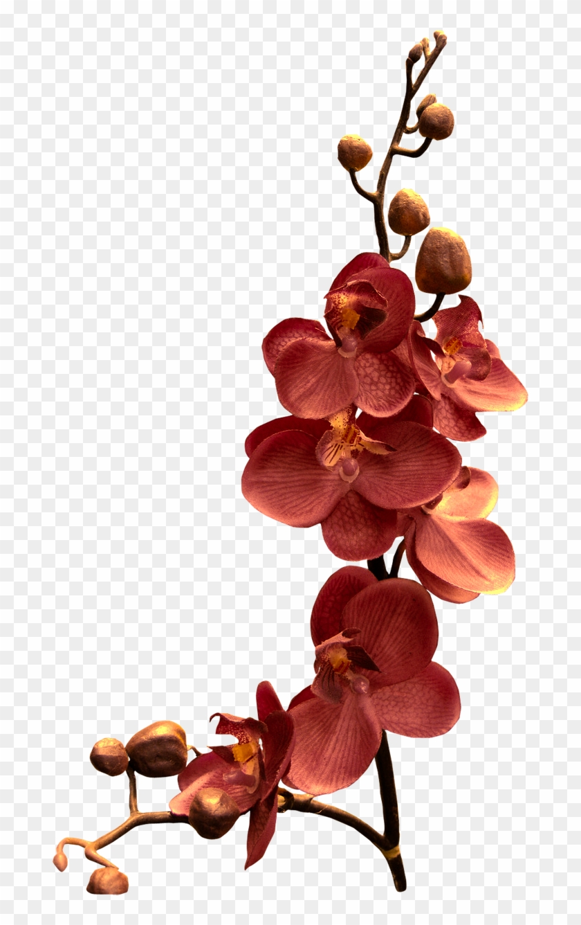 Orchid Branch Flower Png Image - Orchid Branch Clipart #3622003