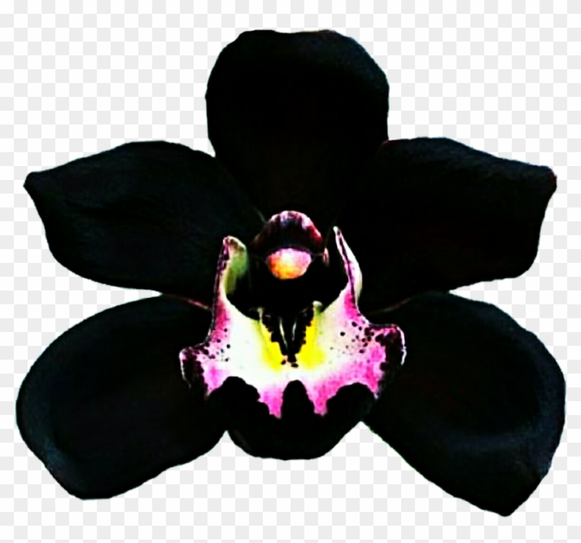 Clipart Resolution 1024*921 - Black Orchids - Png Download