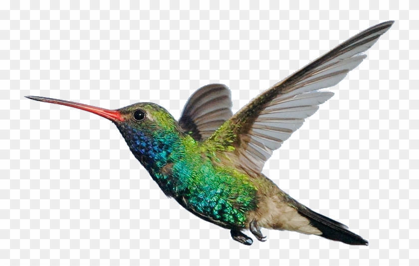 Scientific Classification And Surprising Facts - Broad Billed Hummingbird Hd Clipart