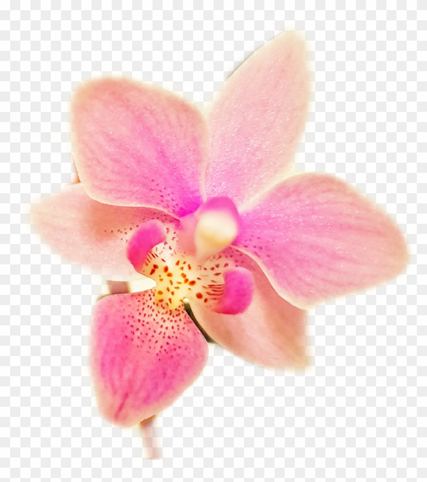 Flower Sticker - Orchids Of The Philippines Clipart #3622078