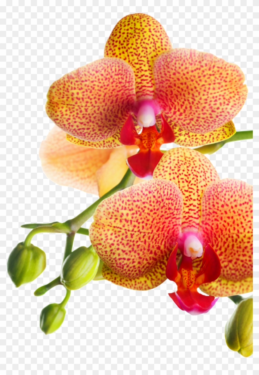 Png Клипарт "beautiful Orchids Flower" - Orchids Of The Philippines Clipart #3622107