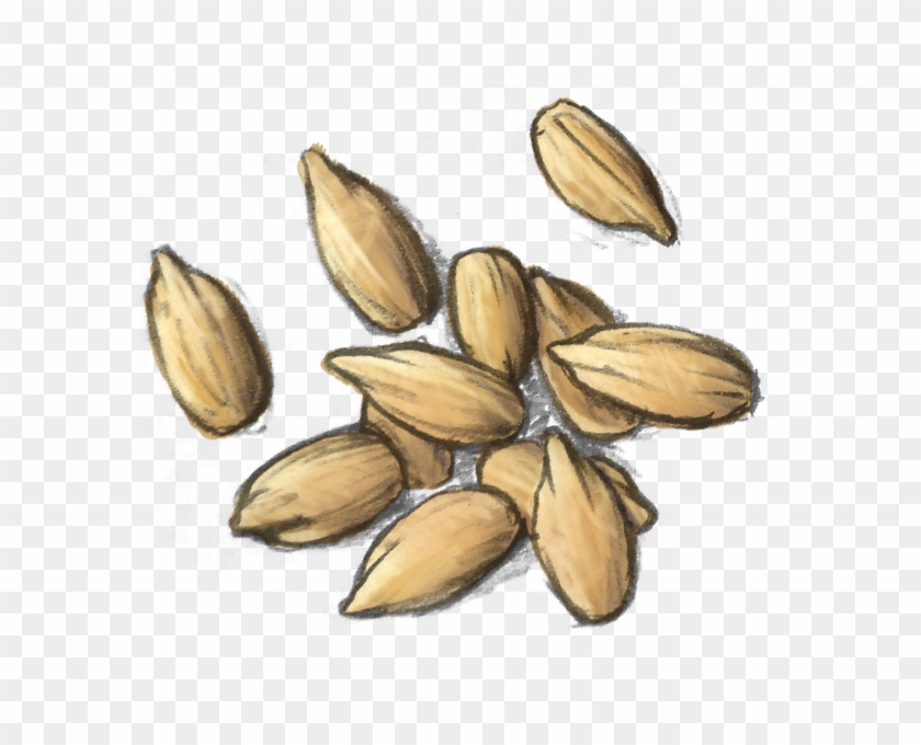 Sunflower Seed Kernels - Iris Clipart #3622328