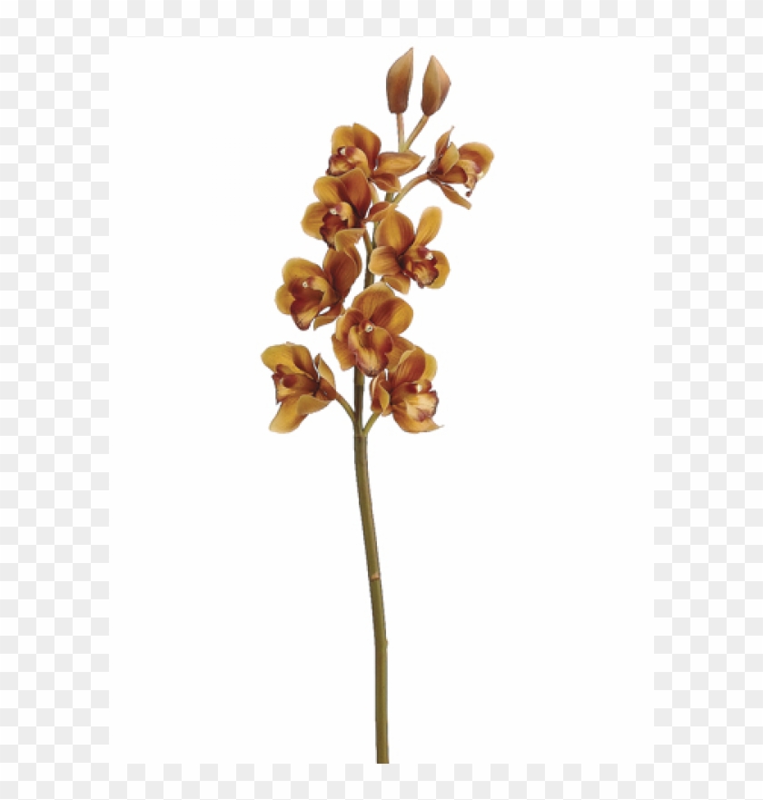 31" Cymbidium Orchid Spray Brown Gold - Phalaenopsis Equestris Clipart #3622427