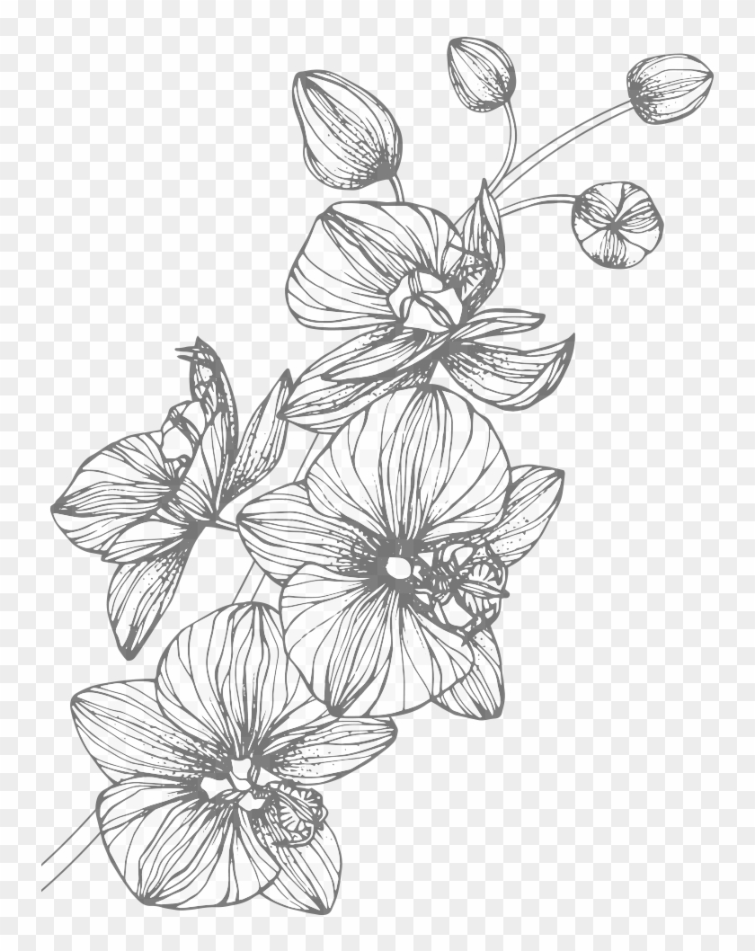 Orchids - Orchid Clipart