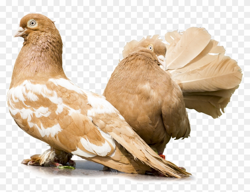 Palomas, Las Palomas Sin Fondo, Un Par De Palomas - Guvercinler Png Clipart #3623055