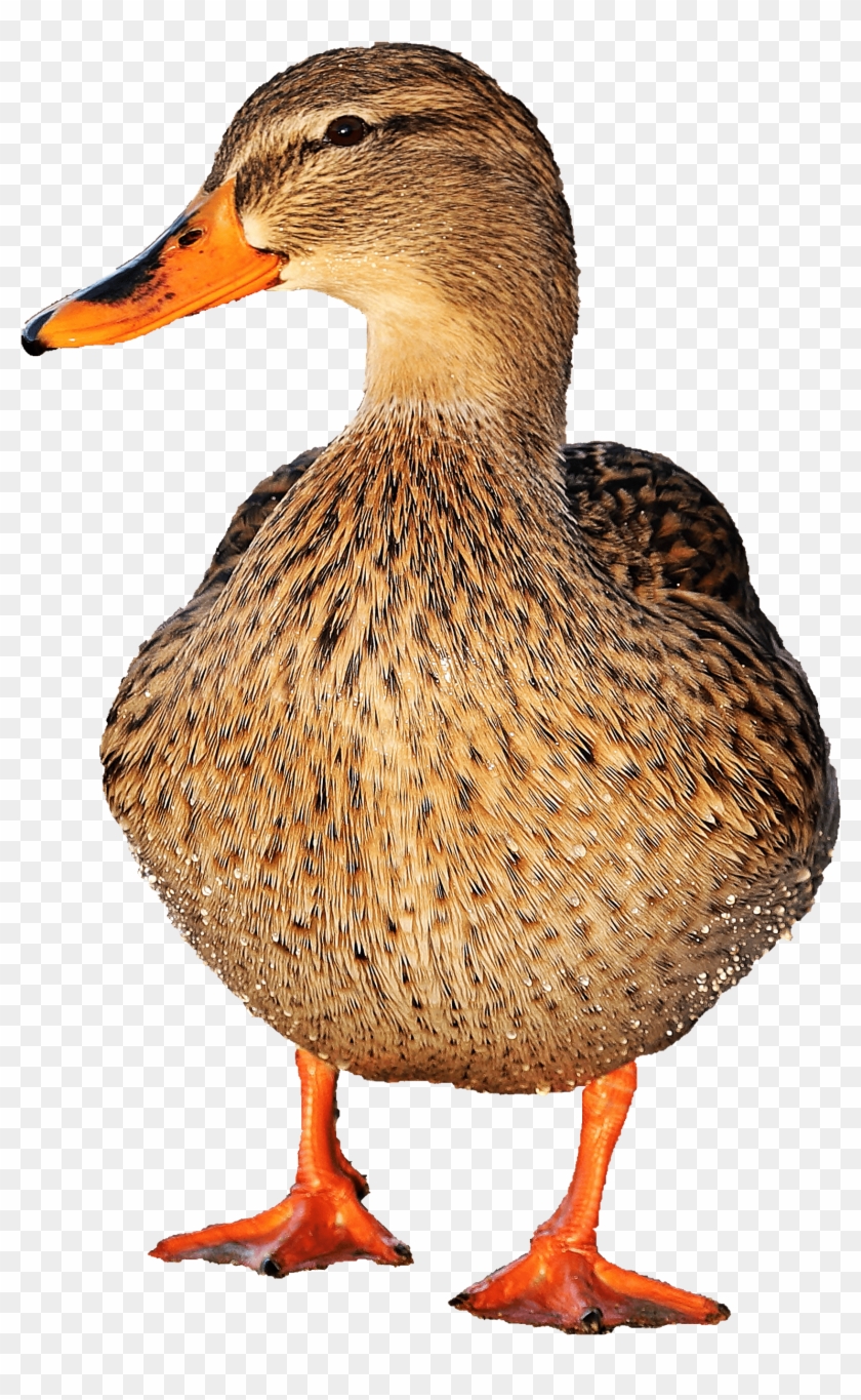 Fotomontaje, Aves Acuáticas, Pato, Fauna, Aves, Aves - Mallard Clipart