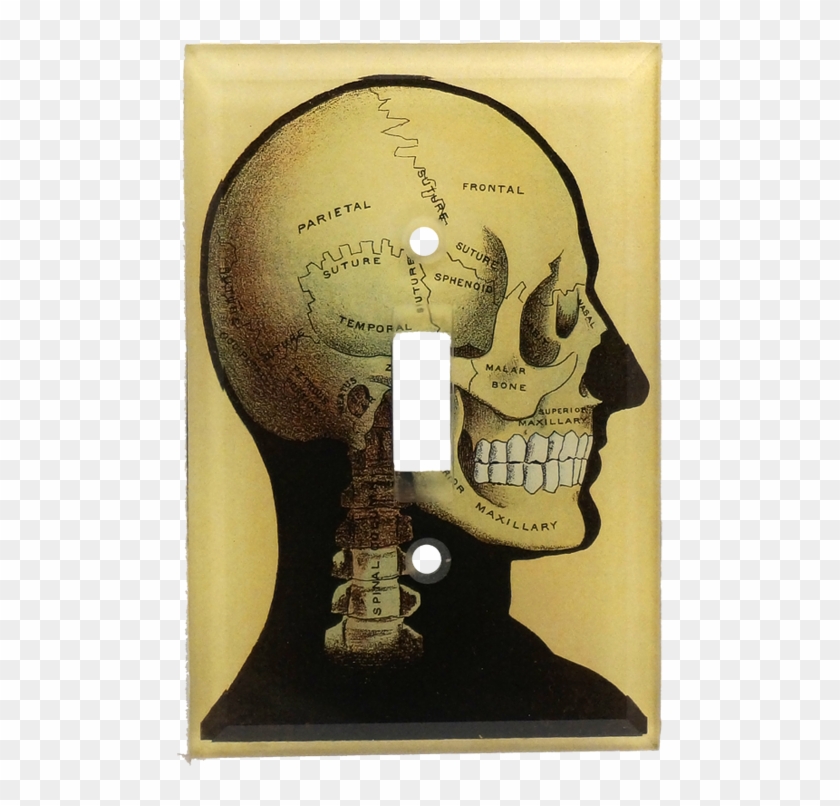 Bone Clipart #3623970