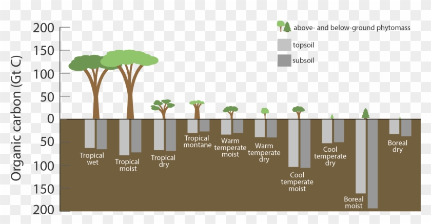 Carbon Stored In Ecosystems, Shown In Gigatons - Tree Clipart #3624027