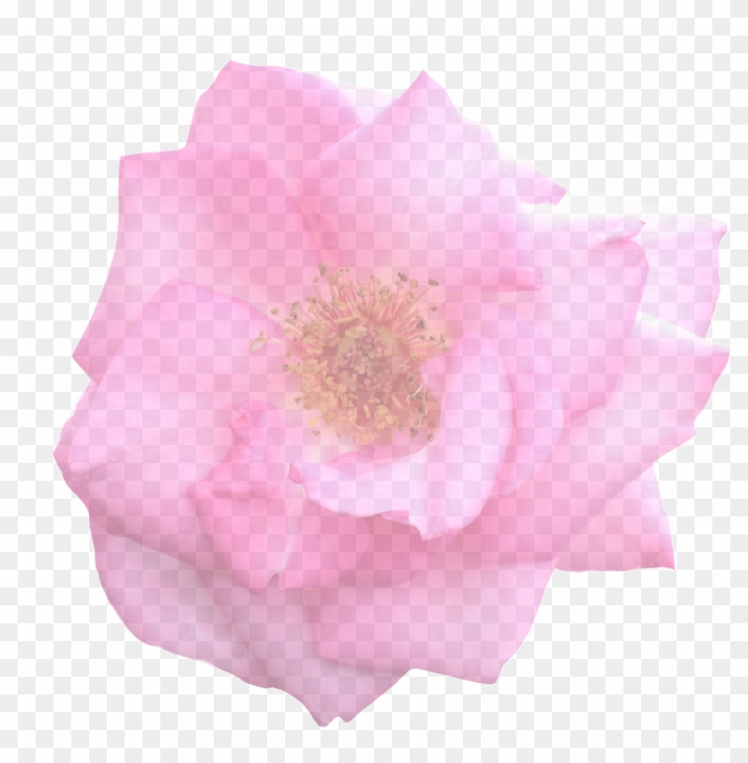 Rose Graphic Isolated - 3d Rose Png Clipart #3624092