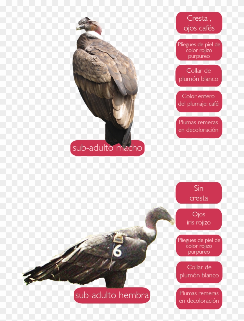 Mantienen Su Plumaje Con Colores Pardos Y En Algunas - California Condor Clipart