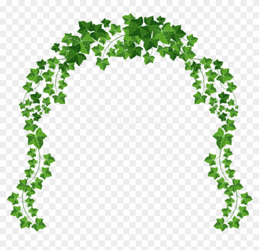 Free Png Download Vine Archpicture Clipart Png Photo - Transparent Background Vine Png