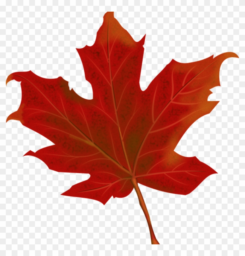 Fall Leaves Graphic Leaf Autumn Leaves Free Vector - Hoja Otoño Png Clipart