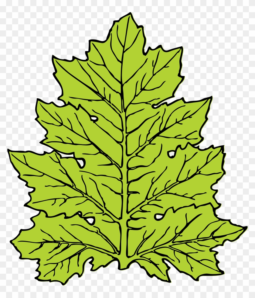 How To Set Use Acanthus Leaf Svg Vector - Leaf Clip Art - Png Download #3627981