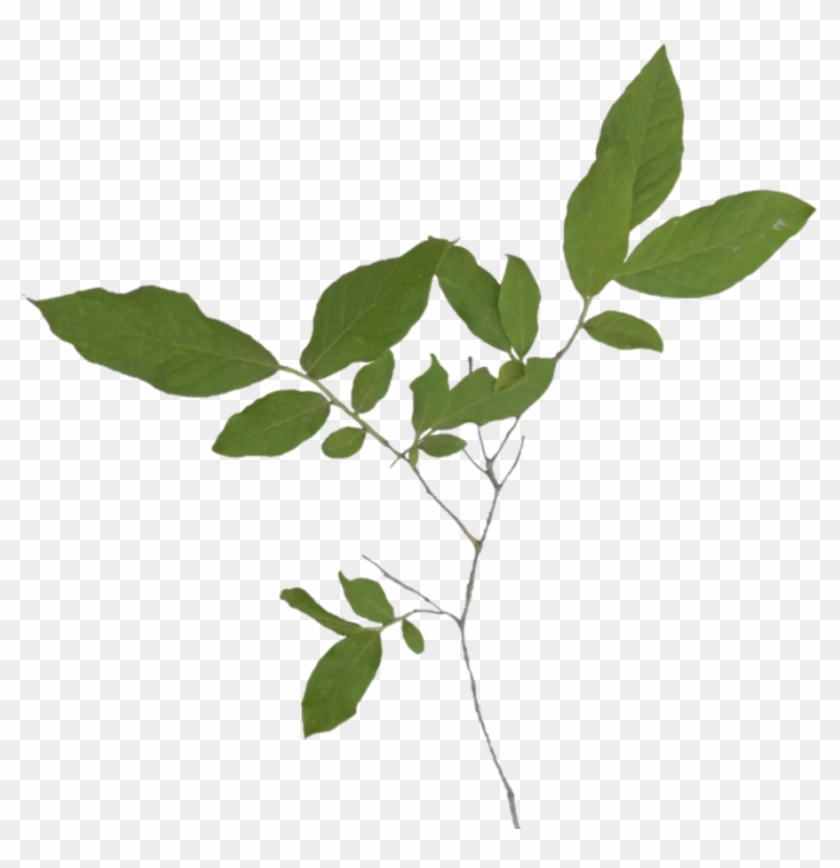 Branch Medium - Twig Clipart #3629000