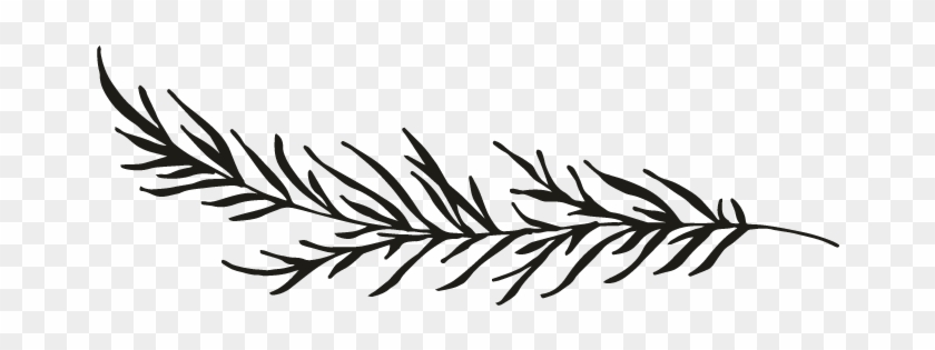 Branch - Pine Branch Clip Art - Png Download