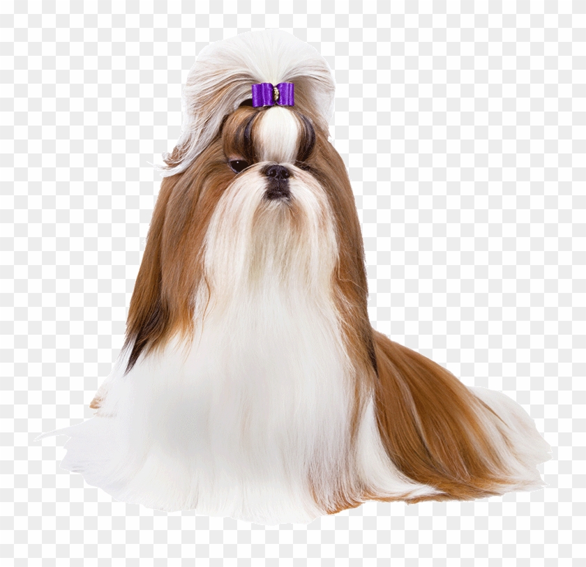Shih Tzu Clipart #3630862