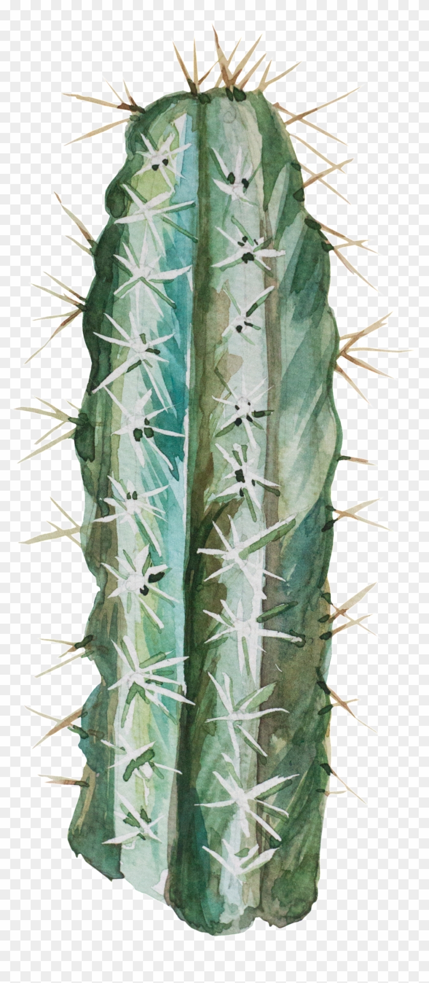 Transparent For Hand Painted Desert Plants - San Pedro Cactus Clipart #3632395