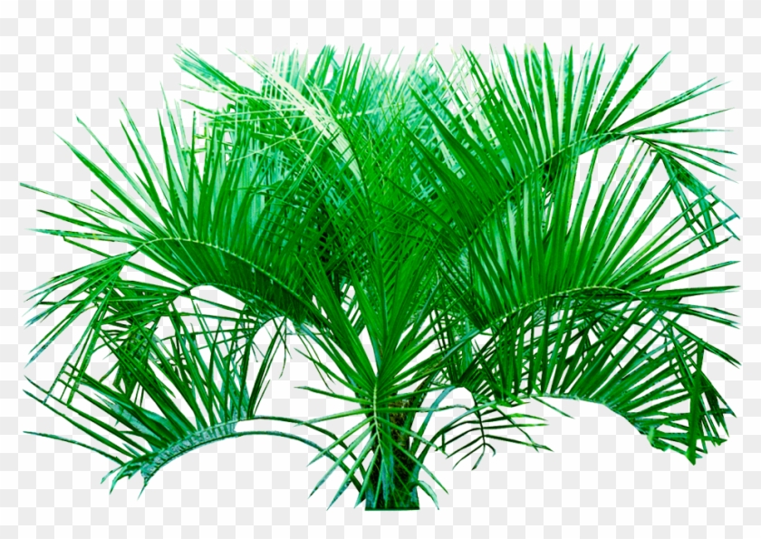 Plants Transparent Background - Tropical Plants Transparent Background Clipart #3632647