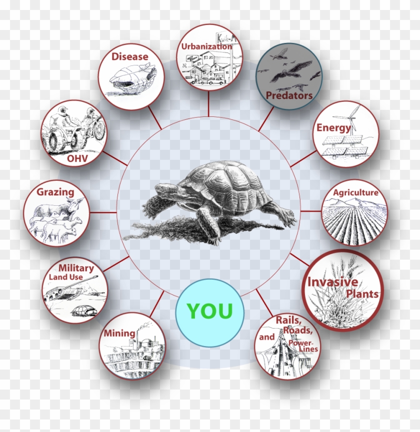 Invasive Plant Graphics For Dtpc Clipart