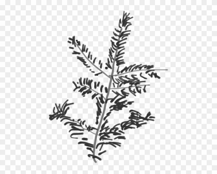 Canaan Fir Branch Sketch - Twig Clipart #3632971