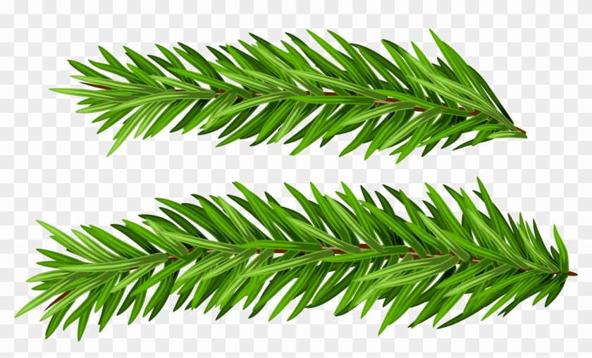 View Full Size - Shortleaf Black Spruce Clipart #3633044