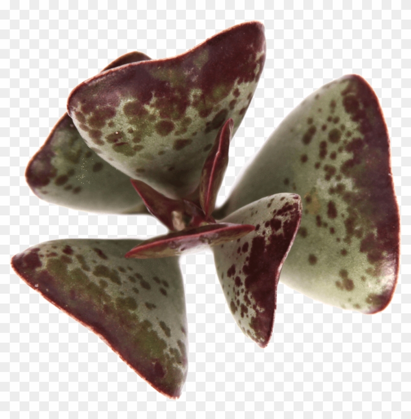 10 Rare Succulents - Moth Clipart #3633071