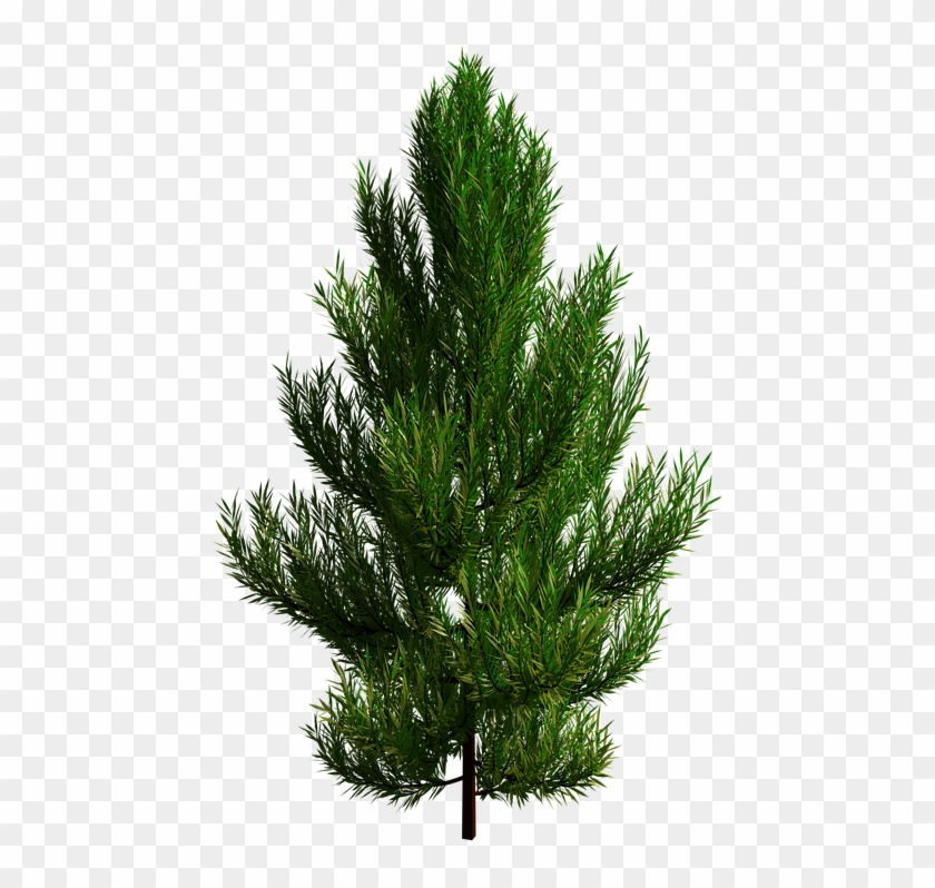 Tree, Branch, Transparent, Nature - Baum Transparent Png Clipart