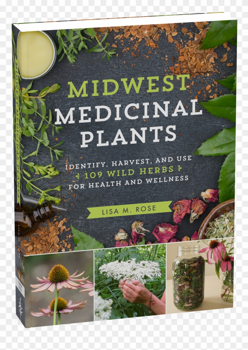 Wild Medicinal Plants Clipart #3633659