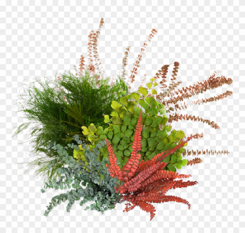 1 - Caesalpinia Clipart