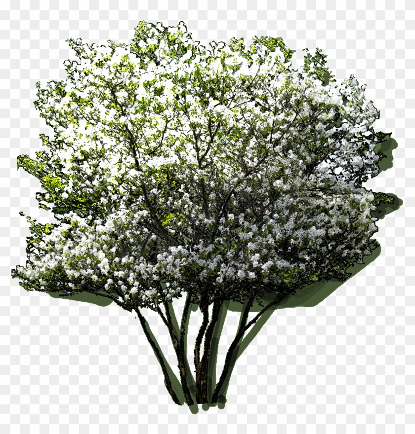 Araucaria Columnaris Jlwz 23 Jan 2019 - Amelanchier Lamarckii Png Clipart