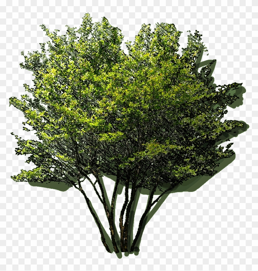 Oak Clipart #3634033