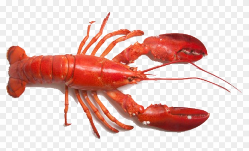 Lobster Froth Recipe By Professional Chef Ricardo Soares - Lobster Png Clipart
