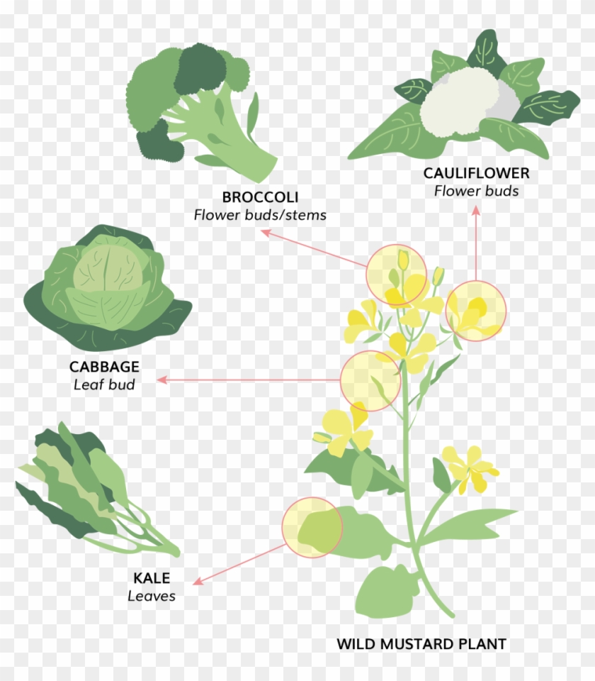 Clip Art - Png Download