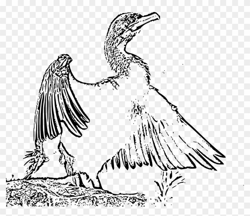 Wings Open Wide Grand Cormorant Png Image - Buzzard Clipart #3634630