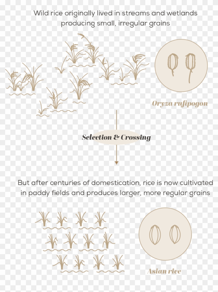 Crop Wild Relatives Graph Clipart