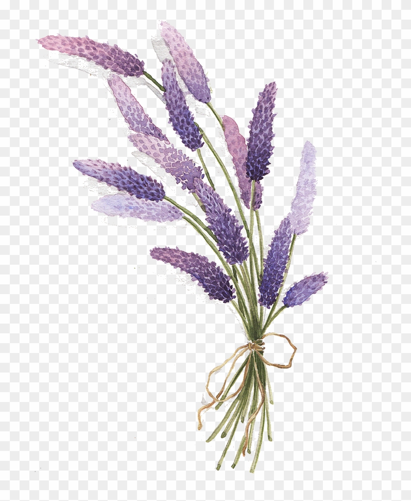 Lavender Drawing Botanical - Aesthetic Lavender Plant Drawing Png Clipart