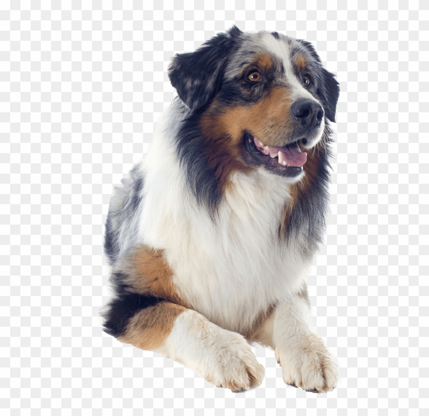 Australian Shepherd Sitting Pretty Nail Art Patch Puppy - Australian Shepherd Hd Png Clipart