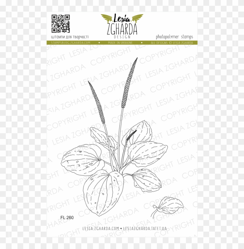 {fl260} Stamp Set "plantain Plant" - Monocotyledon Clipart #3636179
